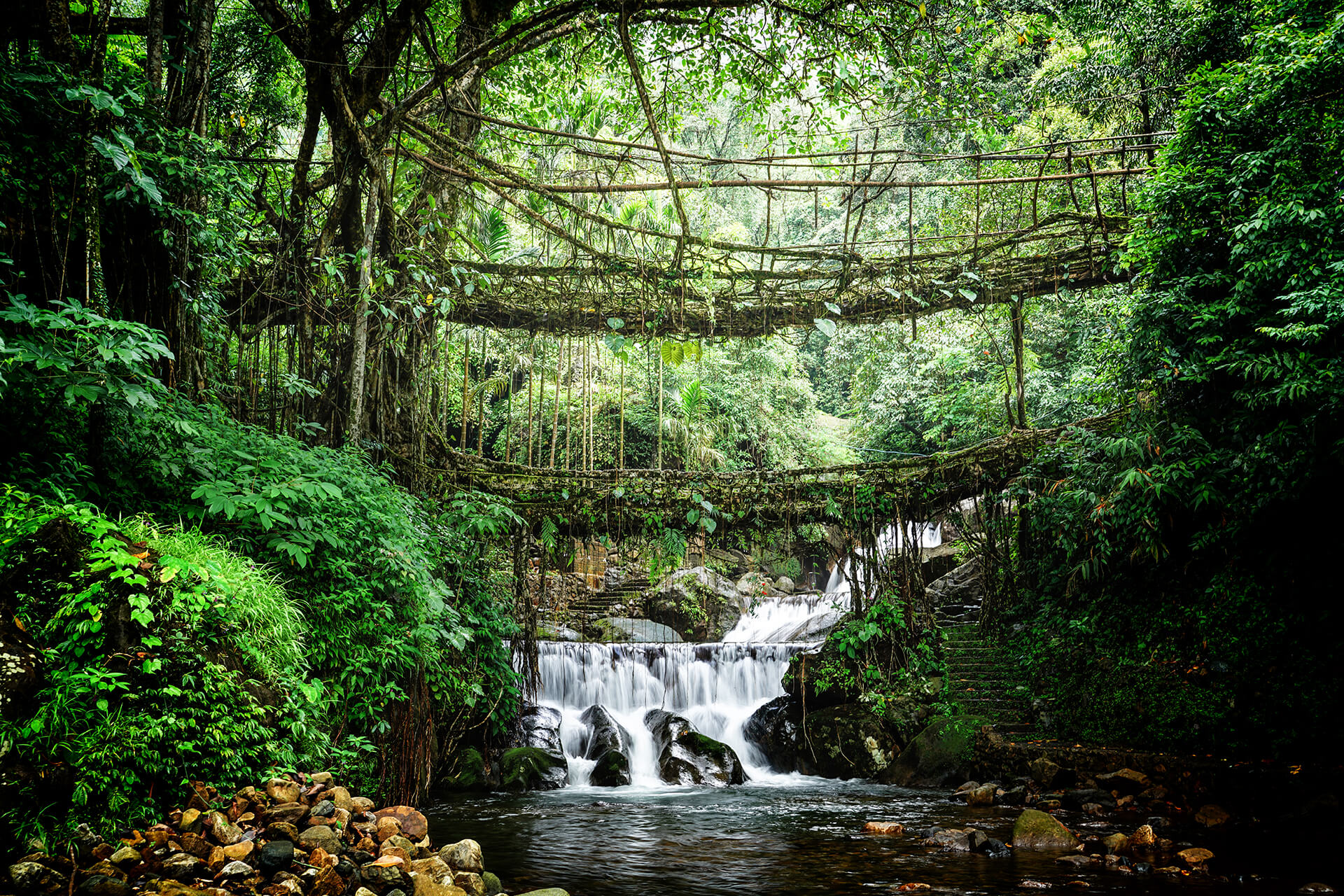 Living Root Bridge